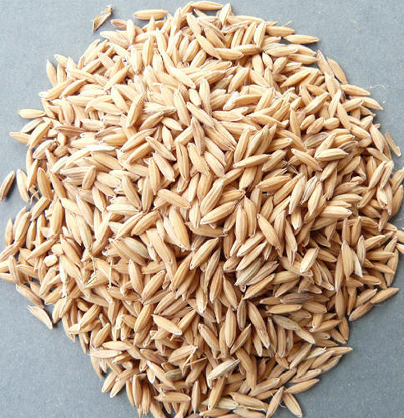 Paddy Rice